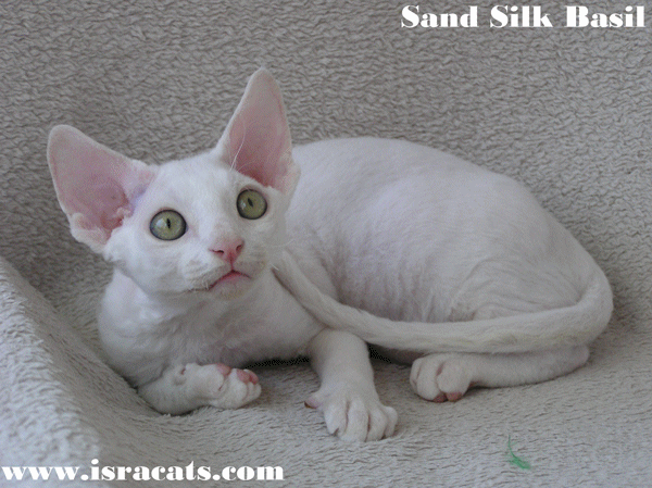 Devon Rex Sand Silk Litter,More information and pictures